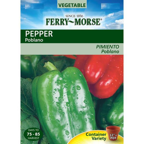 Ancho poblano 30 seeds spicy chili soft green pepper size large 