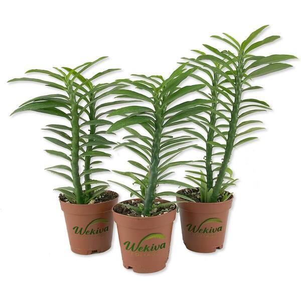 Wekiva Foliage 2 in. Devil's Backbone - 3 Live Plants - Pedilanthus Tithymaloides - Rare Cactus Succulent from Florida in Pots