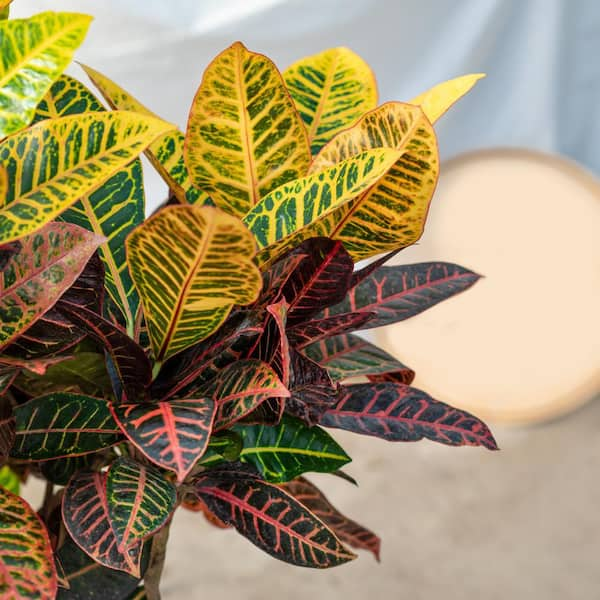 LIVE Combo Petra Croton, Oak Leaf Croton, offers Magnificent Croton evergreen in 6