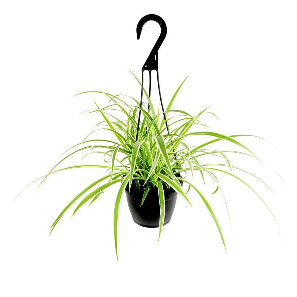 12-Inch Green and White Spider Plant in Black Plastic Hanging Planter