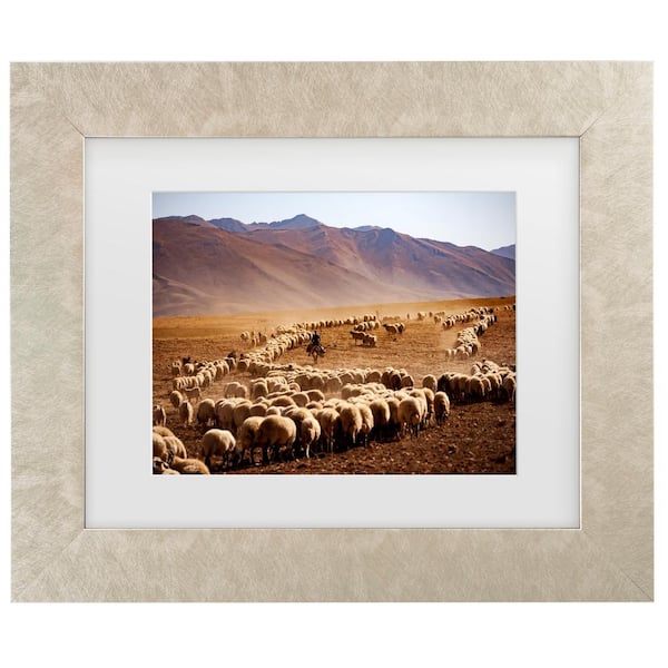 Trademark Fine Art Murat Cacim Desert Sheep Herd Matted Framed Photography Wall Art 14.5 in x 17.5 in.