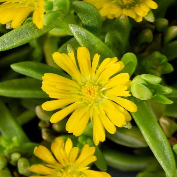 2.5 Qt. Wheels of Wonder Golden Yellow Trailing Ice Plant