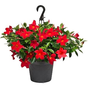 1.75 Gal. (#12)Hanging Basket Dipladenia Flowering Annual Shrub with Red Blooms