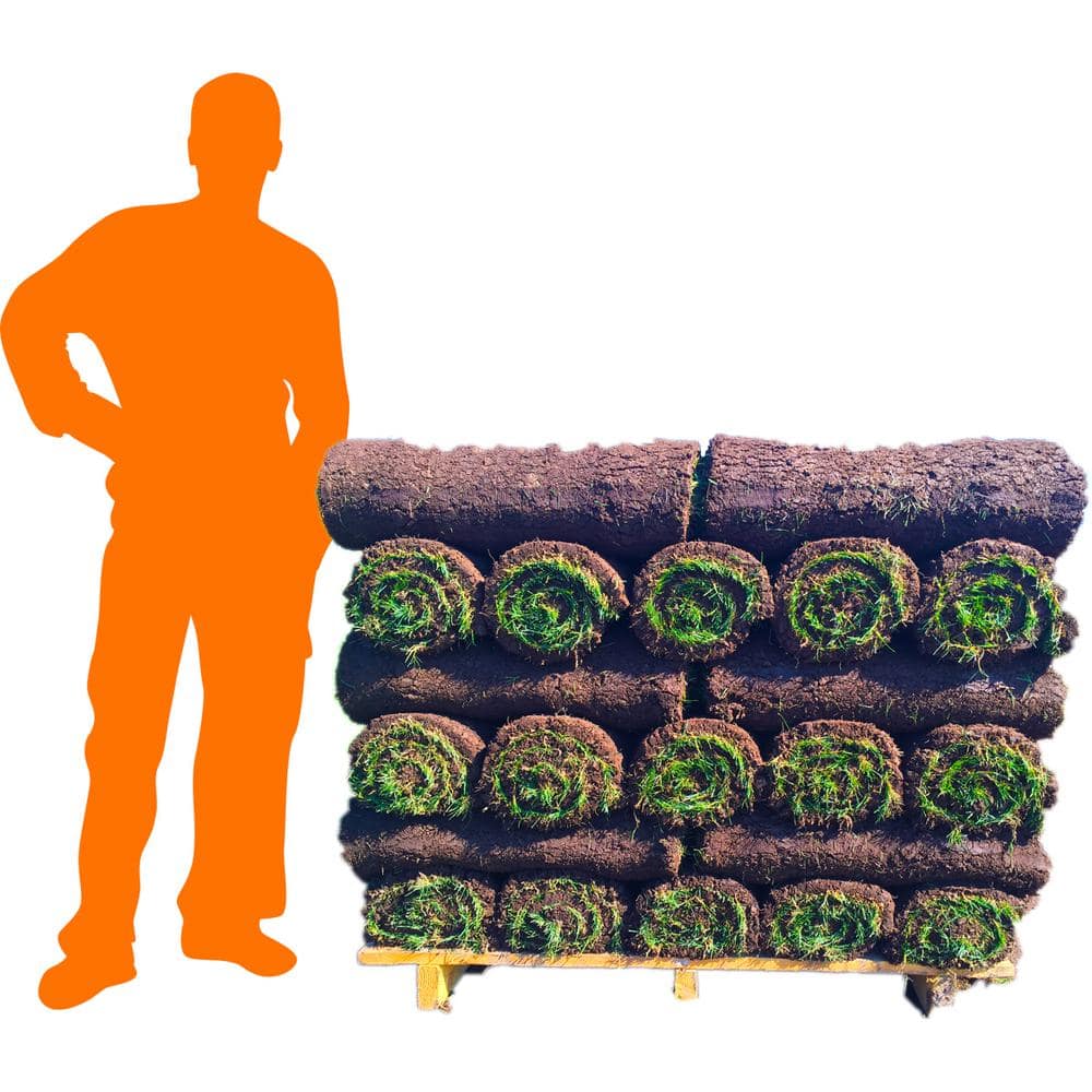 Bluegrass 500 sq. ft. Disease Resistant Sod Pallet