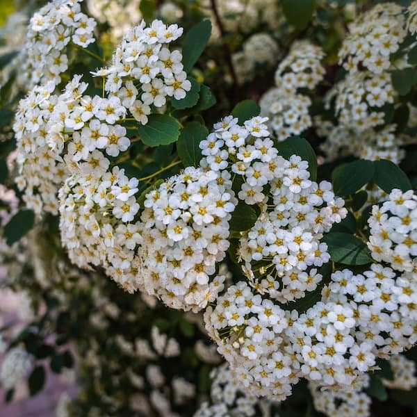 national PLANT NETWORK 1 Gal. Spirea Reeves Shrub with White