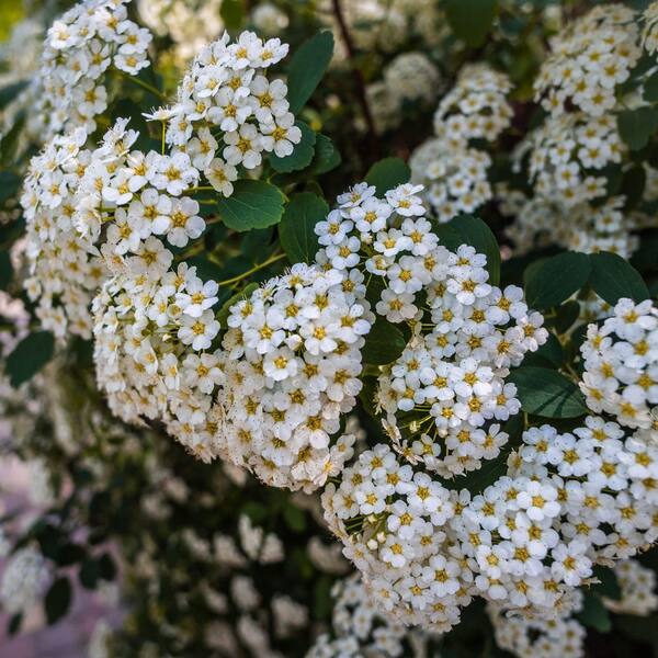 national PLANT NETWORK 1 Gal. Spirea Reeves Shrub with White