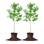 #5 Santa Rosa Plum (2-Pack)