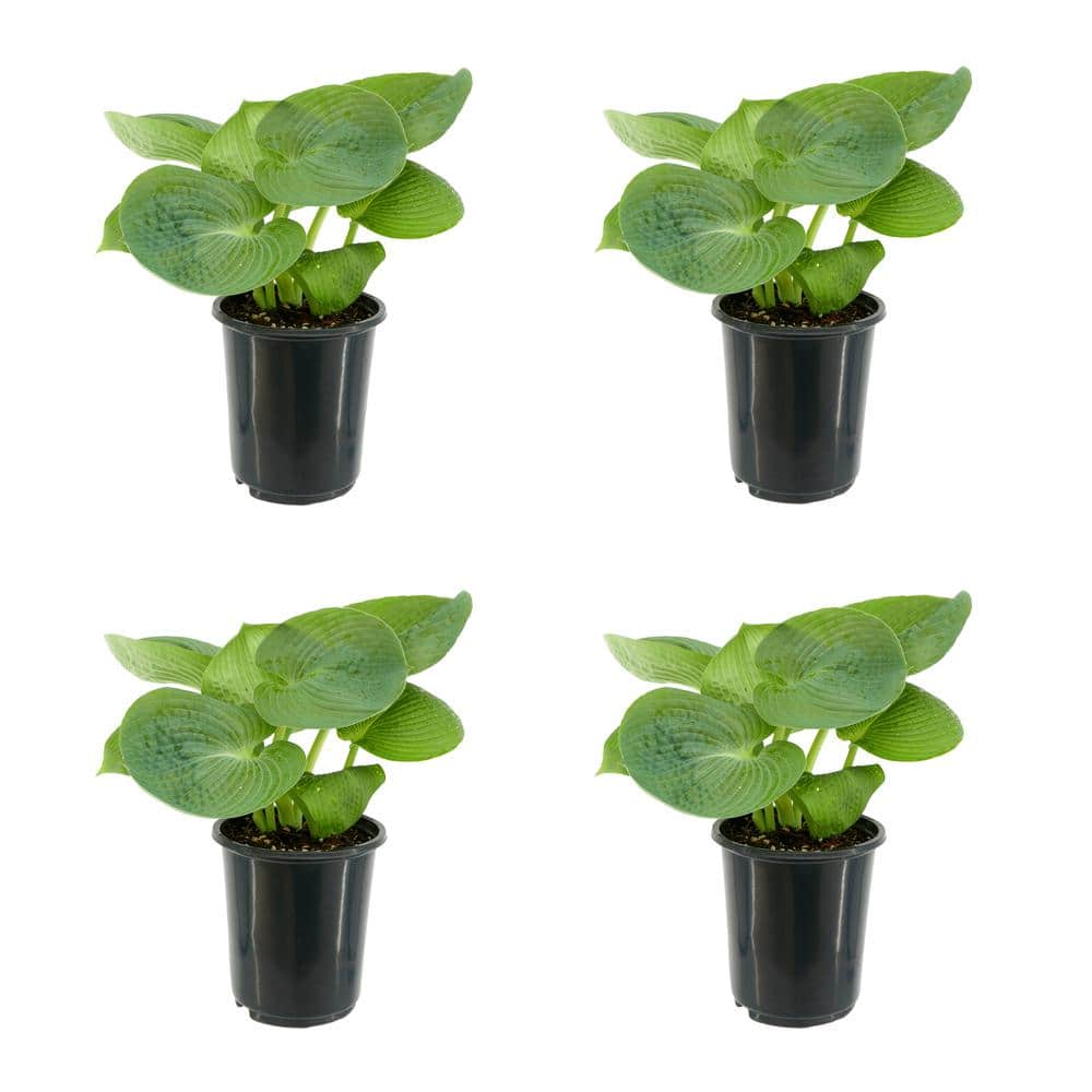 2.5 qt. Perennial Hosta Blue Angel (4-Pack)