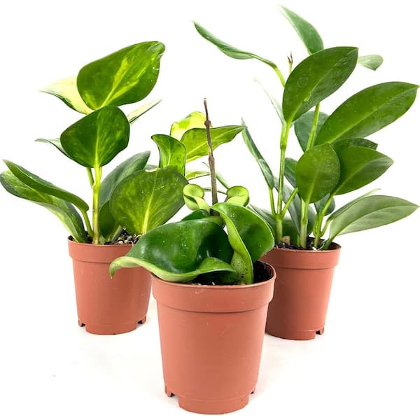 Wekiva Foliage Hoya Multipack-3 Live Plants in 2 in. Pots-Indoor Houseplants-Grower's Choice Based on Health and Beauty