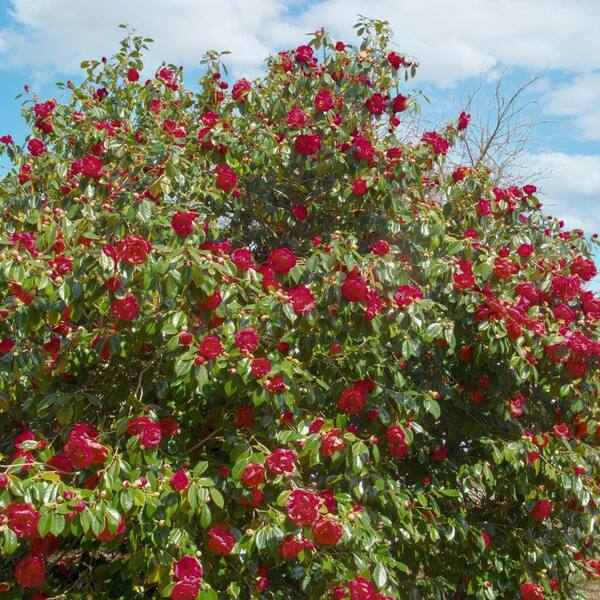 national PLANT NETWORK 3 gal. Camellia Kramer Supreme Live Shrub