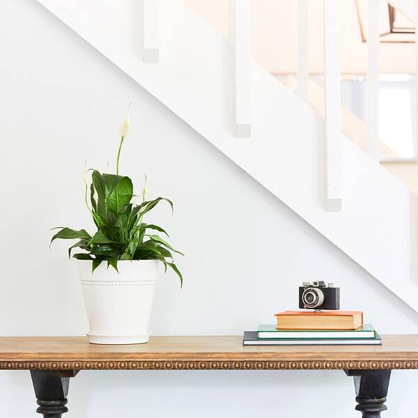 Vigoro 7.9 in. Ravanaey Small Glossy White Ceramic Planter (7.9 in