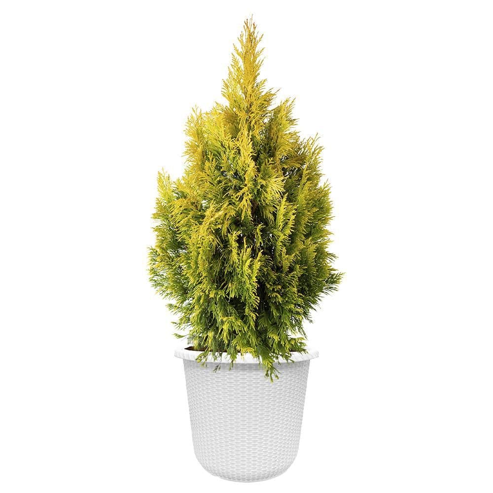 2 Gal. Forever Goldy Arborvitae Shrub with Bright Golden Foliage in Decorative Container price history on PriceWatchPro