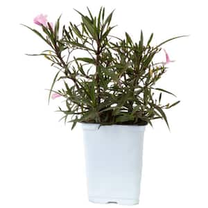 Outdoor Ruellia Bush Plant in 2.5 qt. Grower Pot, Avg. Shipping Height 1-2 ft. Tall