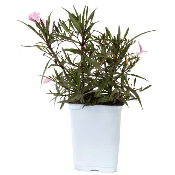 Costa Farms Outdoor Ruellia Bush Plant in 2.5 qt. Grower Pot, Avg. Shipping Height 1-2 ft. Tall