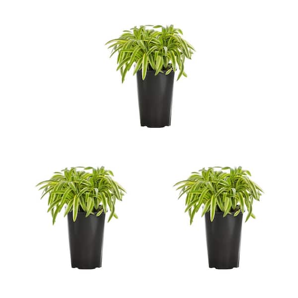 METROLINA GREENHOUSES 2 Qt. Silvery Sunproof Variegated Liriope Green Perennial Plant (3-Pack)