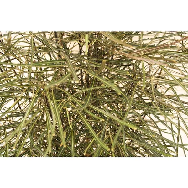 Delray Plants False Aralia in 6 in. pot