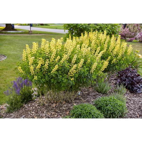3 Gal. Lemon Meringue Baptisia Live Perennial Plant (1-Pack)