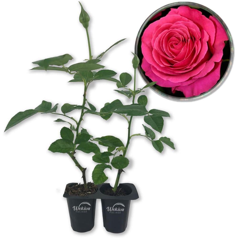Miss All American Beauty Rose Bush- 2-Live Starter Plants in 2 in. Growers Pots-Beautifully Fragrant Hybrid Tea Rose price history on PriceWatchPro