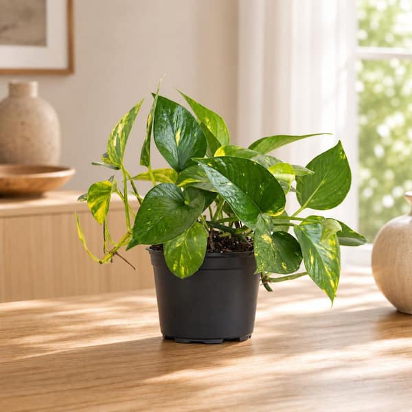 Golden Pothos Indoor Vining Houseplant in 6 in. Grower Pot