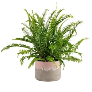 Grower's Choice Fern Indoor Plant in 6 in. Two-Tone Decor Planter, Avg. Shipping Height 1-2 ft. Tall