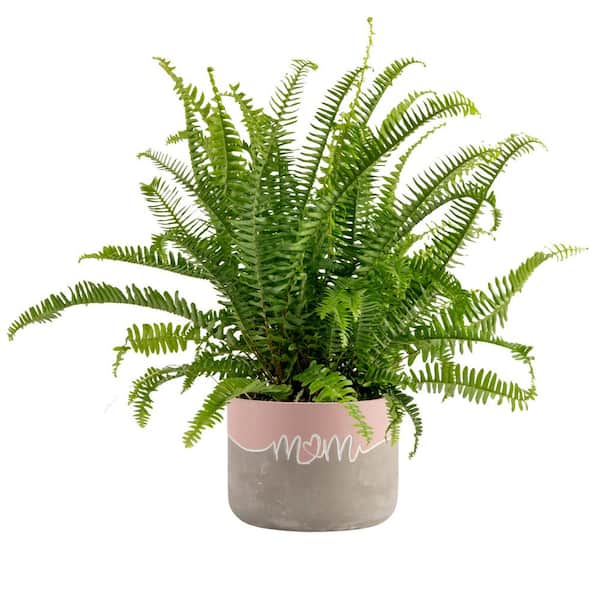 Costa Farms Grower's Choice Fern Indoor Plant in 6 in. Two-Tone Decor Planter, Avg. Shipping Height 1-2 ft. Tall