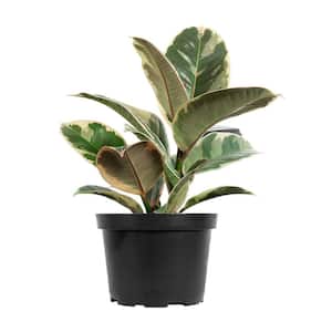 Ficus Elastica, Vibrant Variegated Color Rubber Fig 'Tineke' in 6 in. Grower's Pot