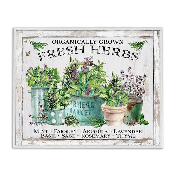 Stupell Industries Organic Fresh Herbs by Creatif Belle White Framed Nature Giclee Art Print 11 in. x 14 in.