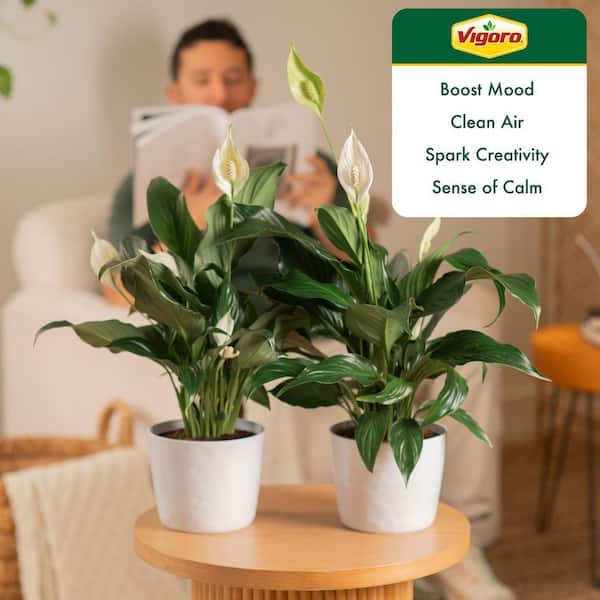 【OK plant】 Vigoro Peace Lily Indoor Plant in 6 in. White Ribbed Plastic