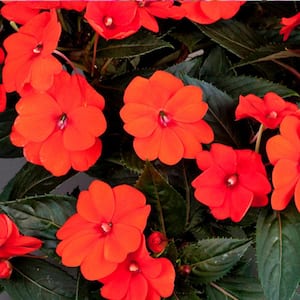 4.25 in. Eco+Grande Compact Orange SunPatiens Impatiens Outdoor Annual Live Plant with Orange Flowers (4-Pack)