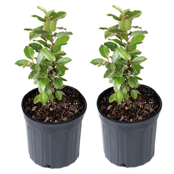 national PLANT NETWORK 1 gal. Elaeagnus Shrub (2-Pack) HD7177A