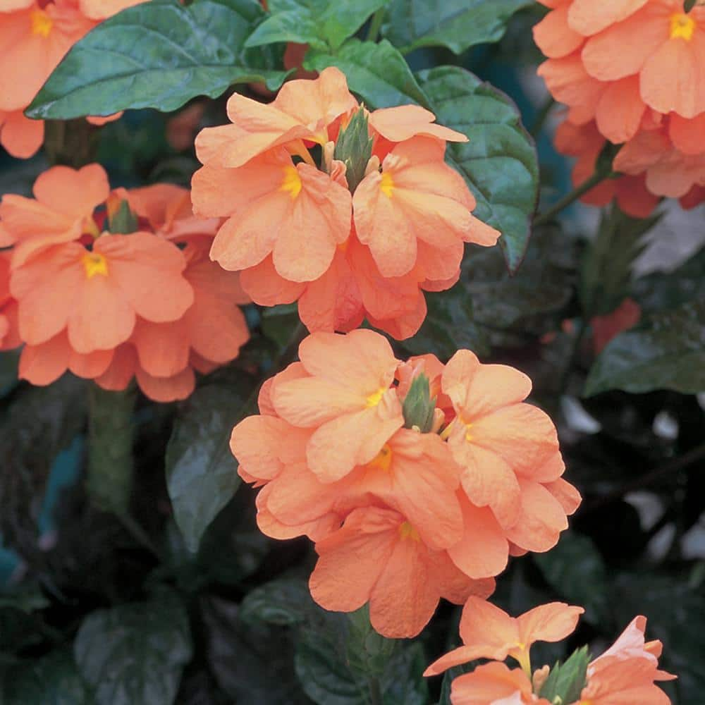 Vigoro 2 QT Crossandra Firecracker Flower 'Orange Marmalade' Orange ...