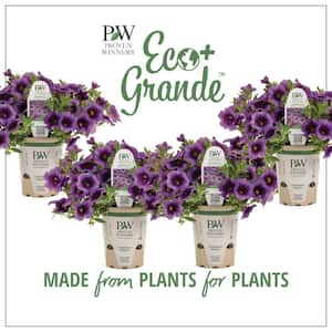 4.25 in. Eco+Grande Superbells Grape Punch (Calibrachoa) Live Plant, Purple Flowers (4-Pack)