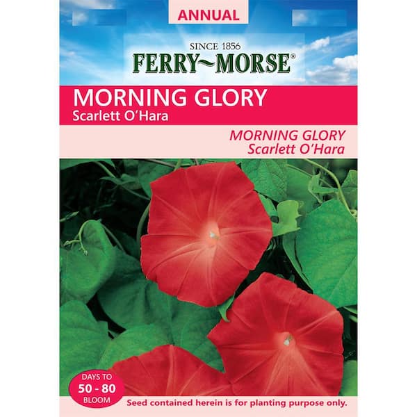 Ferry-Morse Morning Glory Scarlet O'Hara Flower Seed