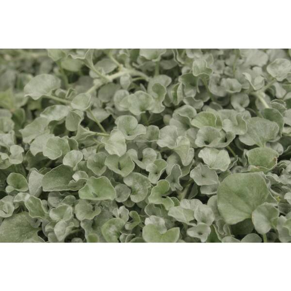 PROVEN WINNERS Silver Falls (Dichondra) Live Plant, Silver-White Foliage, 4.25 in. Grande