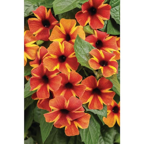 1 Gal. Royale. Tangerine Slice A-Peel Live Annual Plant, Orange and Yellow Flowers (1-Pack)