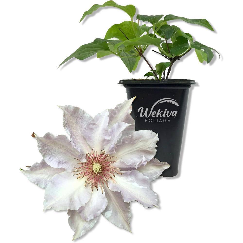 Wekiva Foliage Clematis Tranquilite-Live Starter Plant in a 2 Inch