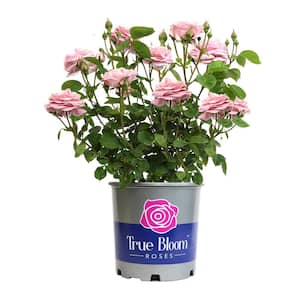 8 qt. True Perfume Live Hybrid Rose Bush with Light Pink Blooms in Grower Pot
