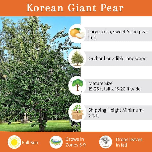 5 Gal. Korean Pear Tree