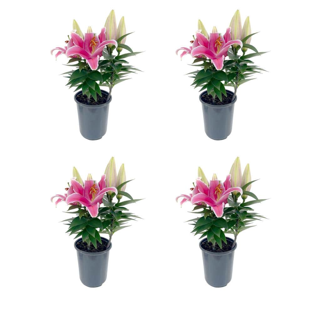 2.5 qt. Oriental Lily Perennial Plant with Pink Flowers - (4-Pack