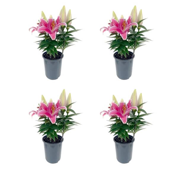 1.0 Qt. Perennial Asiatic Lily Orange (4-Pack) 1139 - The Home Depot