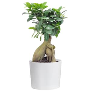 Ficus Bonsai Indoor Plant in  6 in. Plastic Pot with Saucer, Avg. Shipping Height 1-2 ft. Tall