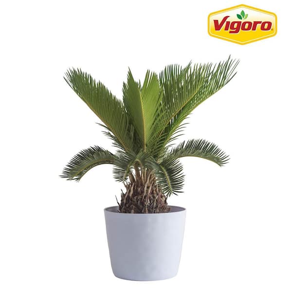 Vigoro Sago Palm Indoor Plant in 6 in. White Decor Planter, Average Shipping Height 1-2 ft. Tall