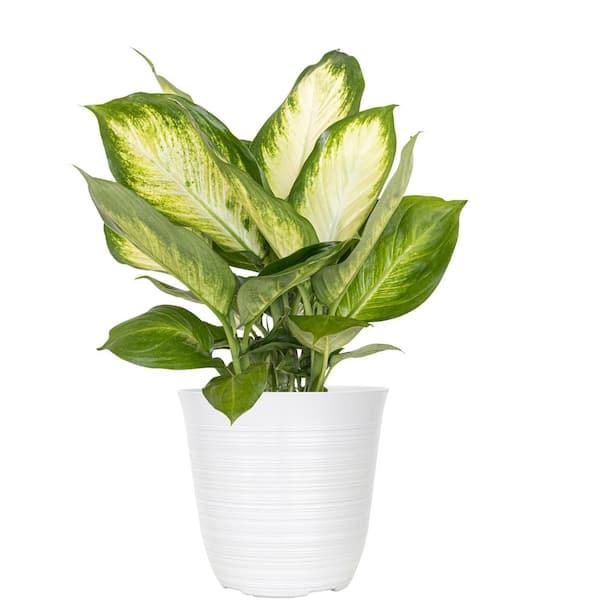 United Nursery Camille Dieffenbachia Live Plant 6 inch White Decor Pot