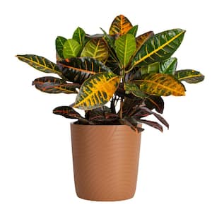 Croton Petra Indoor Plant in 8.75 Taupe Decor Pot, Avg. Shipping Height 2-3 ft. Tall