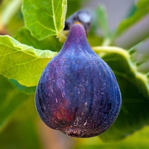 7 Gal. LSU Purple Fig Tree