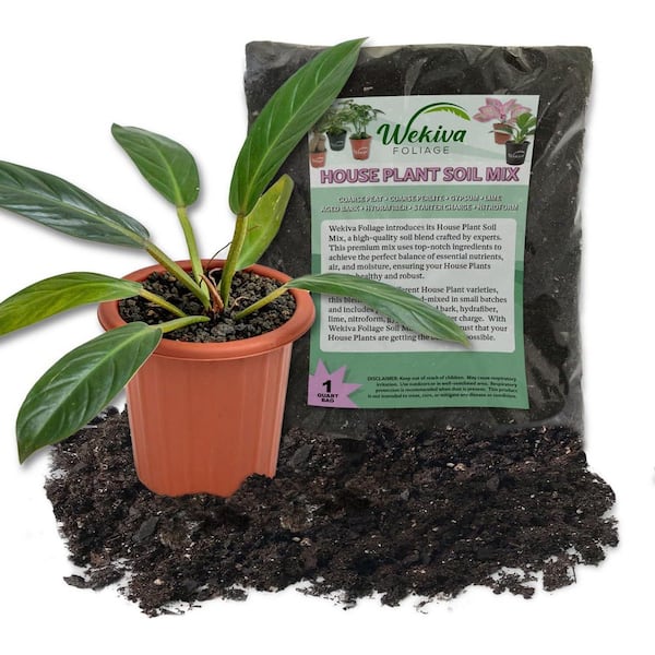 Wekiva Foliage Golden Melonii Philodendron and Soil Mix Combo-Live Plant in a 4 in. Pot with 1 Quart HousePlant Soil Mix