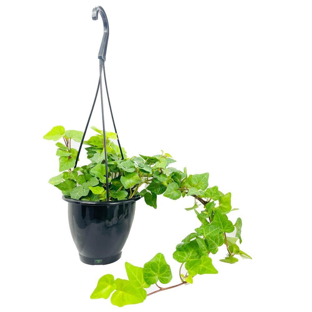 ceramic pots for indoor plants Indoor/Outdoor Two-Tone Round Planters, Set of 3 main image 1