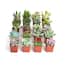 https://images.thdstatic.com/productImages/395c56e6-7442-46c4-88a7-75560e877848/svn/shop-succulents-succulent-plants-u20-64_65.jpg