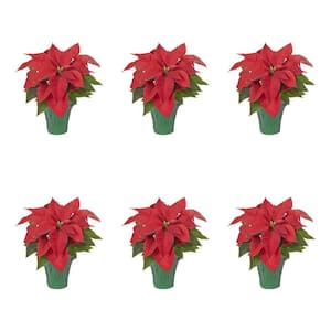 1 Pt. 4 in. Live Christmas Poinsettia Red with Green Foil Holiday Plant (6-Pack)