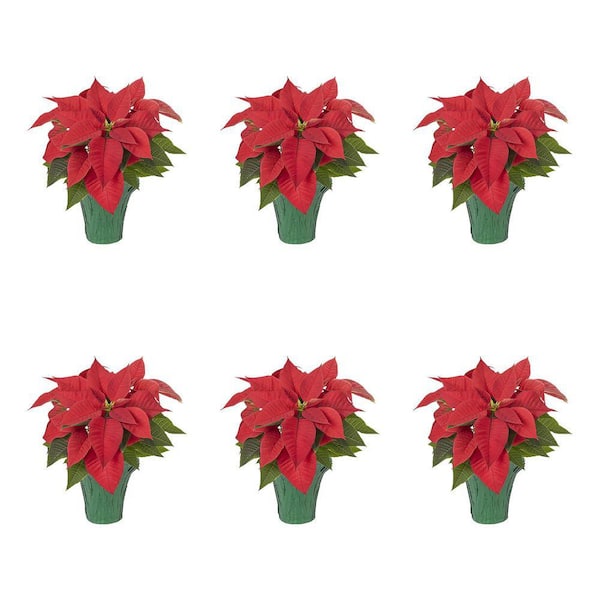 METROLINA GREENHOUSES 1 Pt. 4 in. Live Christmas Poinsettia Red with Green Foil Holiday Plant (6-Pack)